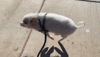 Running piggy